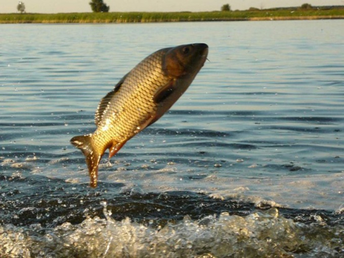 Kāpēc nav karpu kodumi