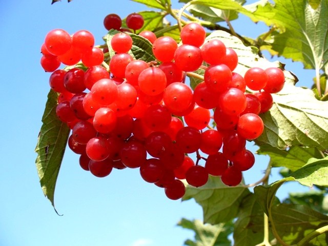 Vienkāršas sejas maskas, kuru pamatā ir viburnum