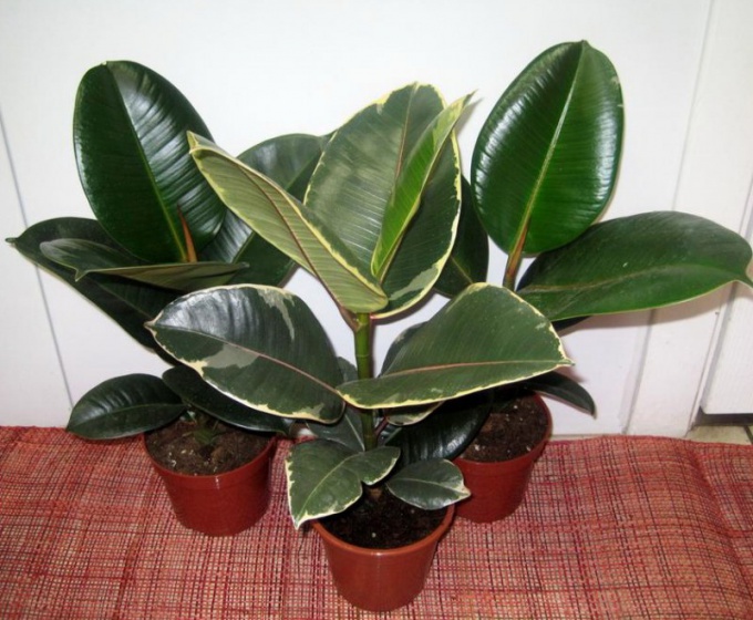 Gumija Ficus