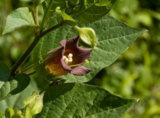 Kā augt belladonna