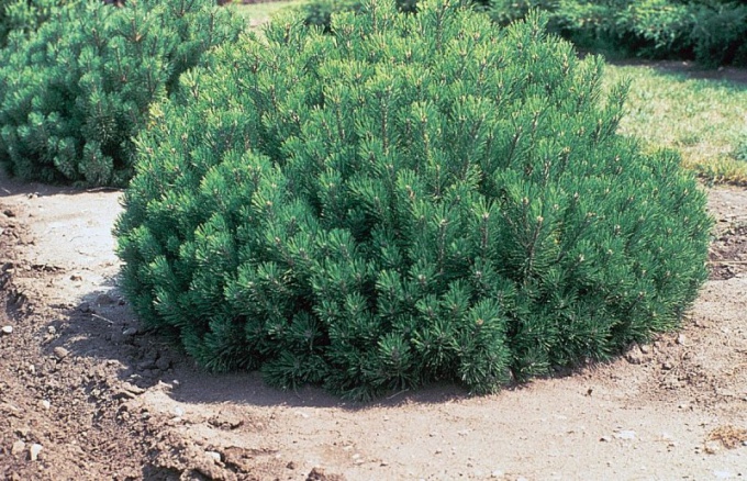 Pinus mugo - kalnu priedes: stādīšana un kopšana