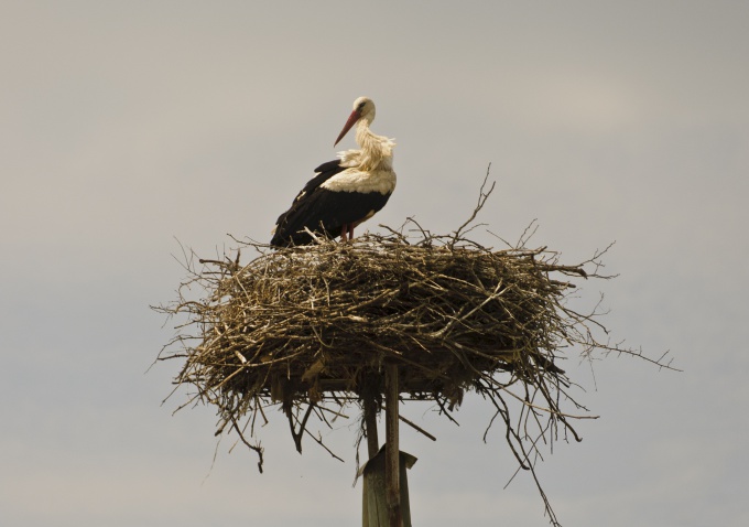 Kā organizēt dzīvi