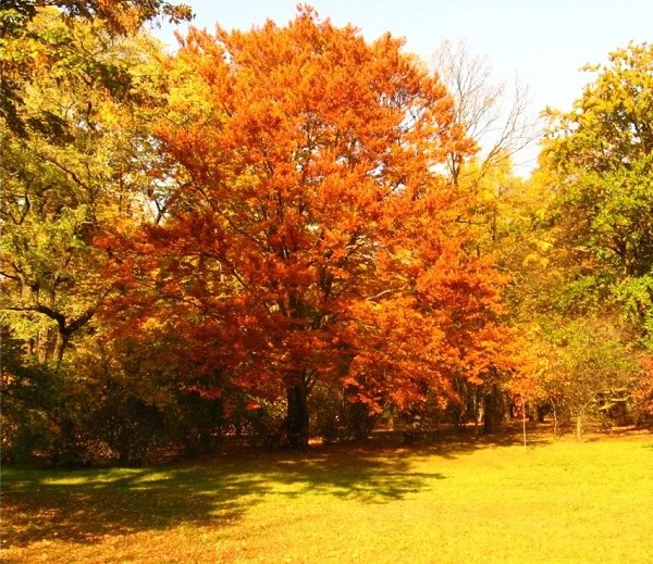 Koki ir krāsoti ar rudens lapām