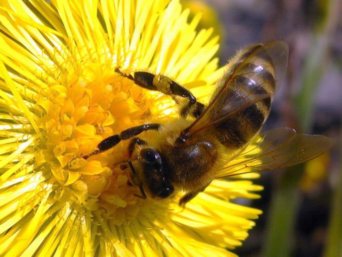 Kā veikt biškopības biznesa plānu