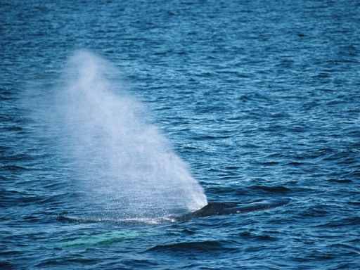 Loch Ness monster: mīti un realitāte