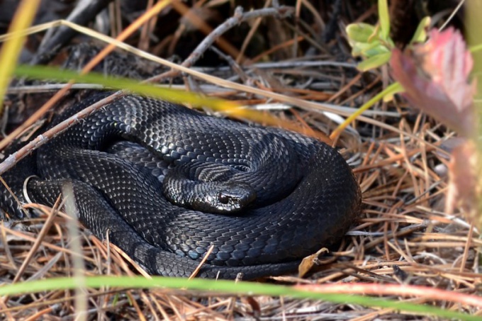 Melnais viper: atšķirības, īpašības un biotops