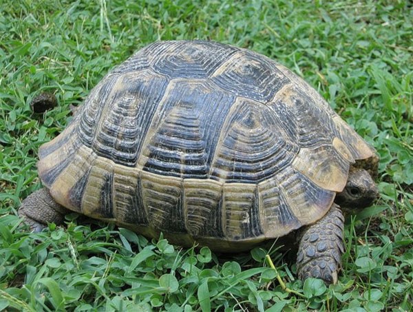 Kā noteikt bruņurupuču vecumu un dzimumu