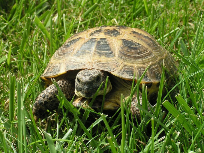 Kā noteikt bruņrupuču dzimumu