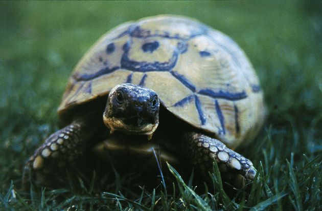 Kā iekļaut zemes bruņurupučus