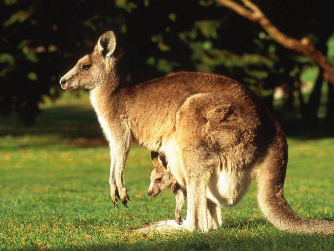 Kas ir dzīvnieki Austrālijā?