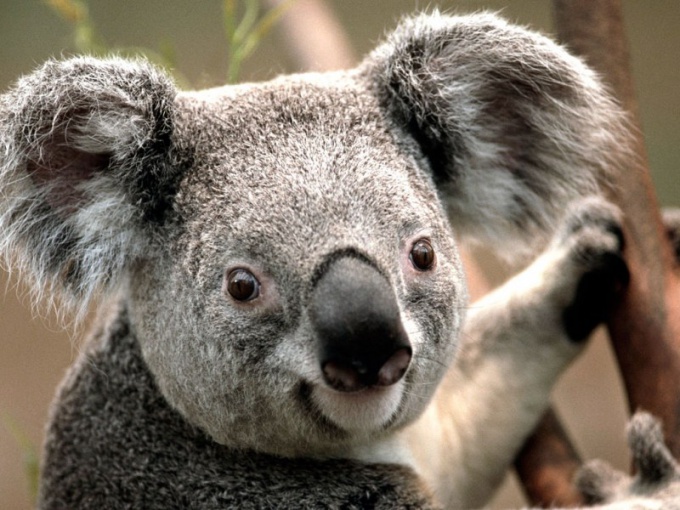 Kā izdarīt koala