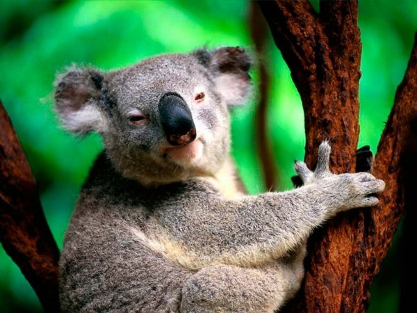 Viss par koalas 